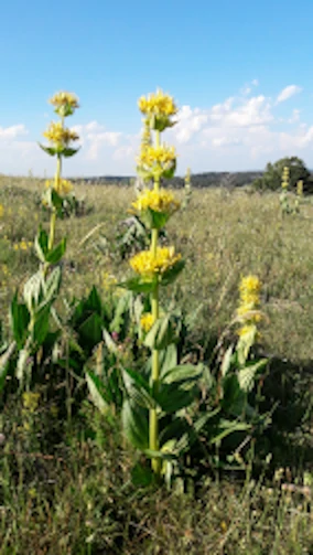 Gentiana lutea in un campo